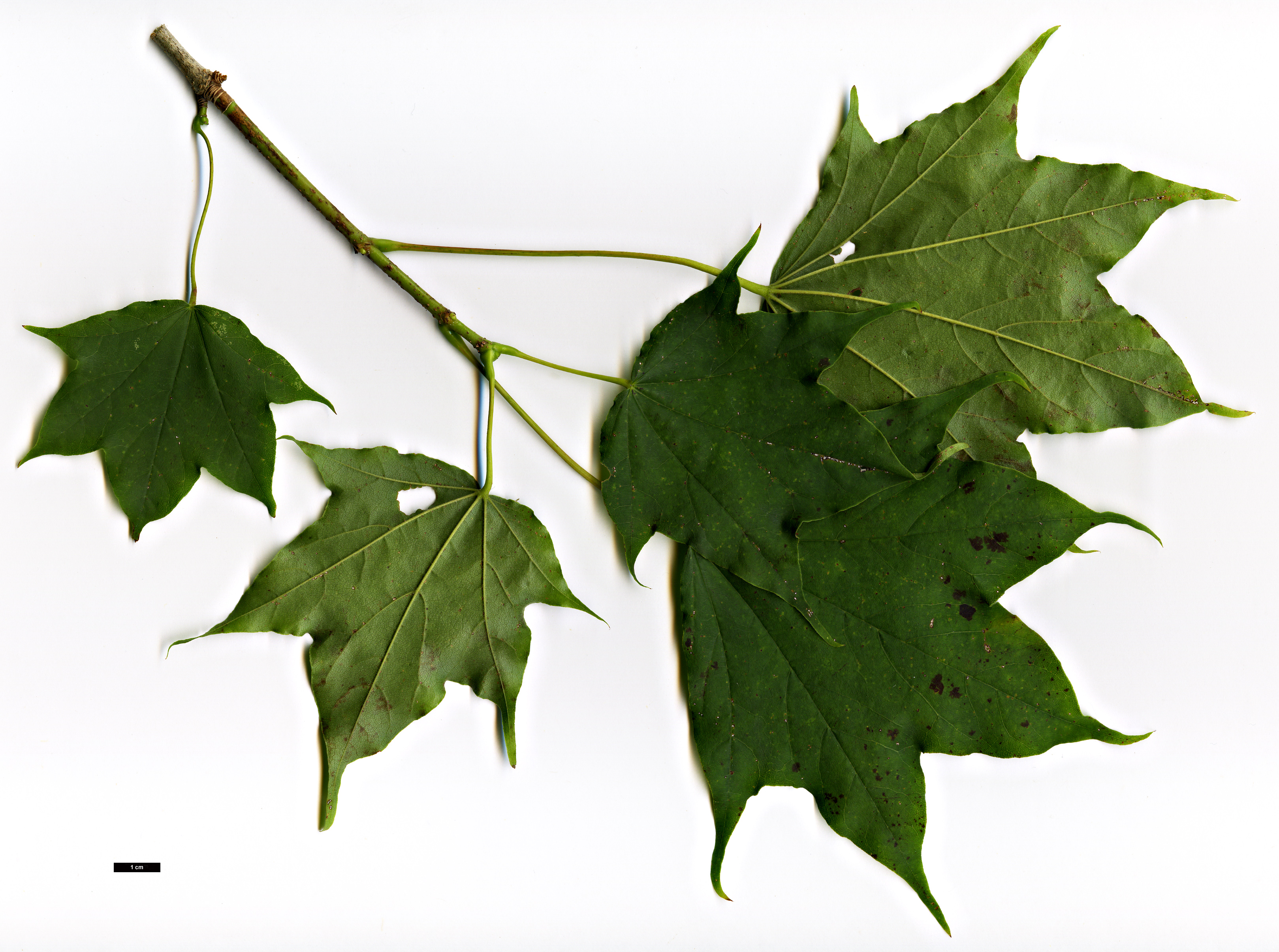 High resolution image: Family: Sapindaceae - Genus: Acer - Taxon: pictum - SpeciesSub: f. ambiguum High resolution image: Family: Sapindaceae - Genus: Acer - Taxon: pictum - SpeciesSub: f. ambiguum